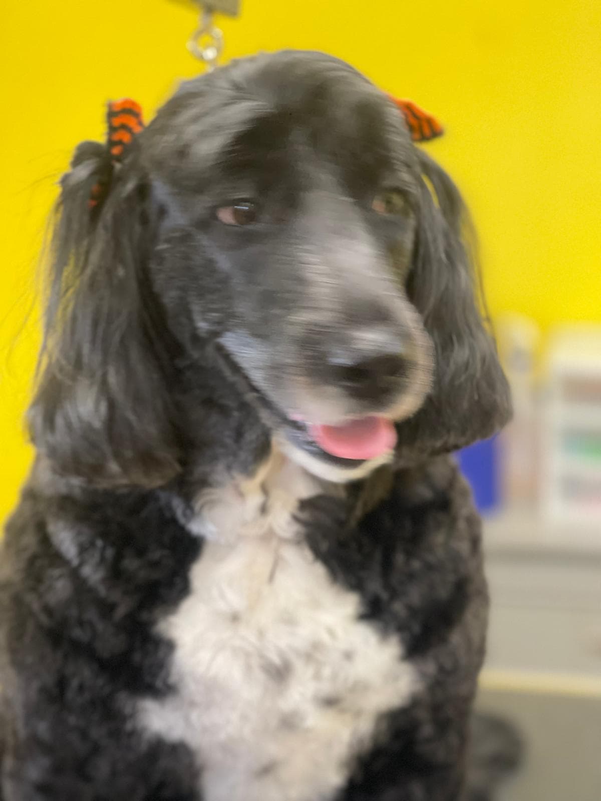 Groomed black poodle