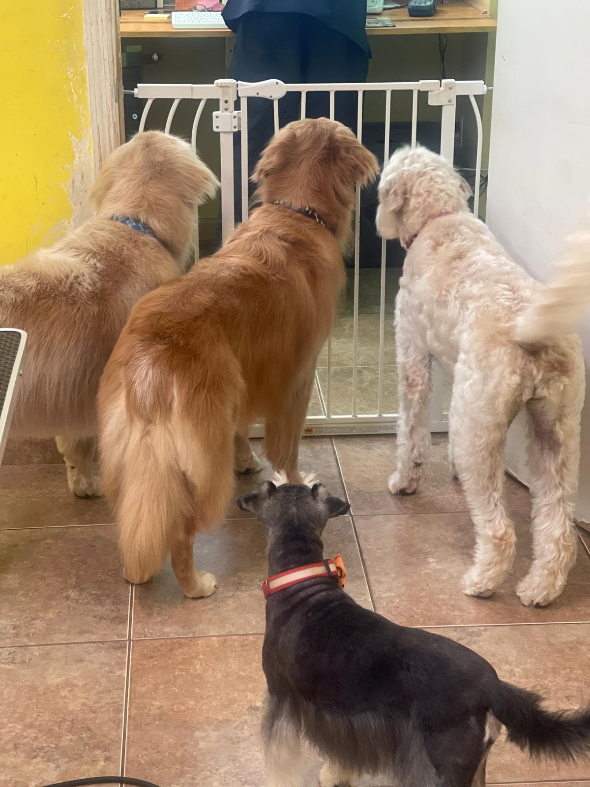 Group of happy groomed dogs