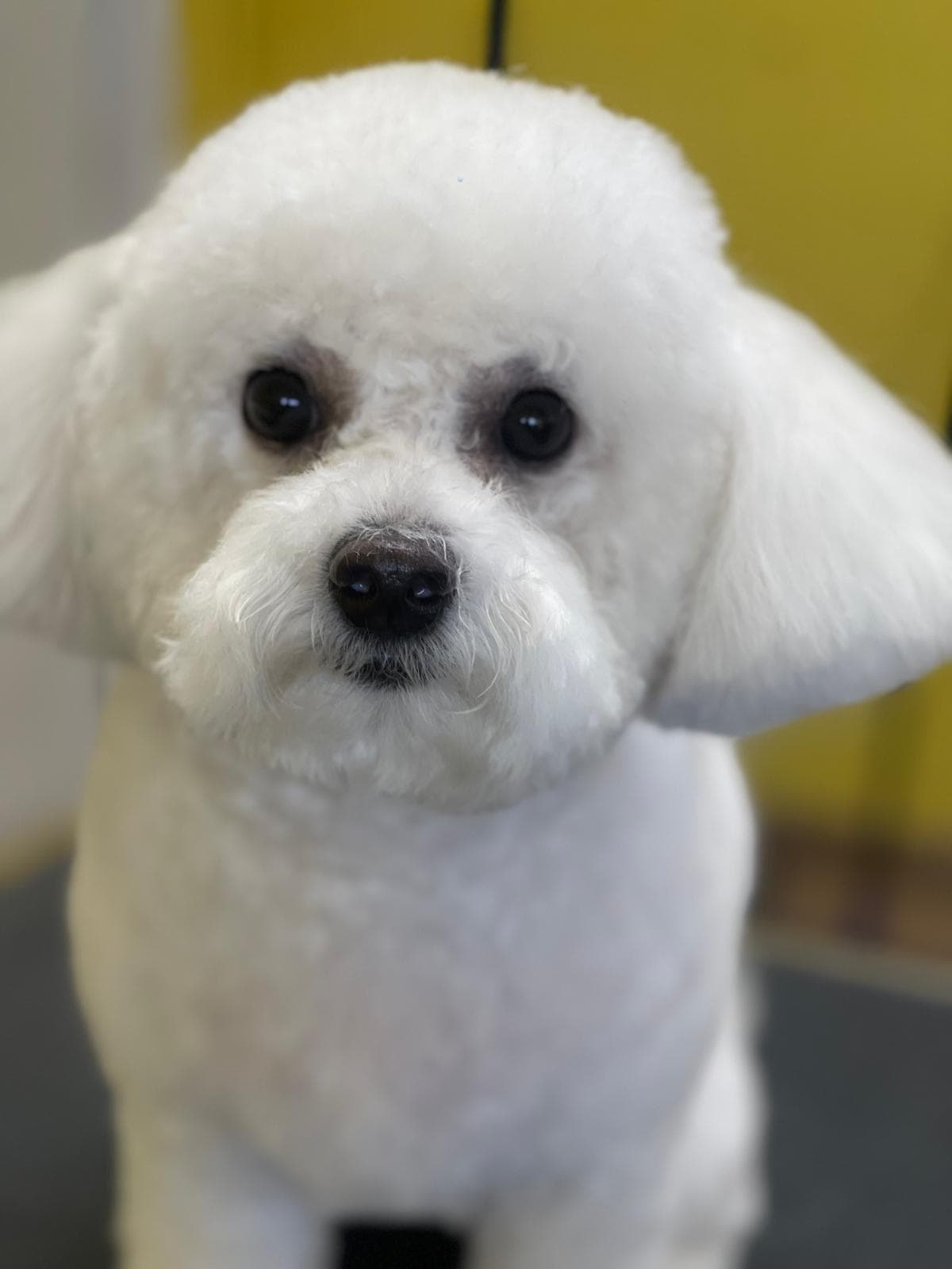 Bichon portrait