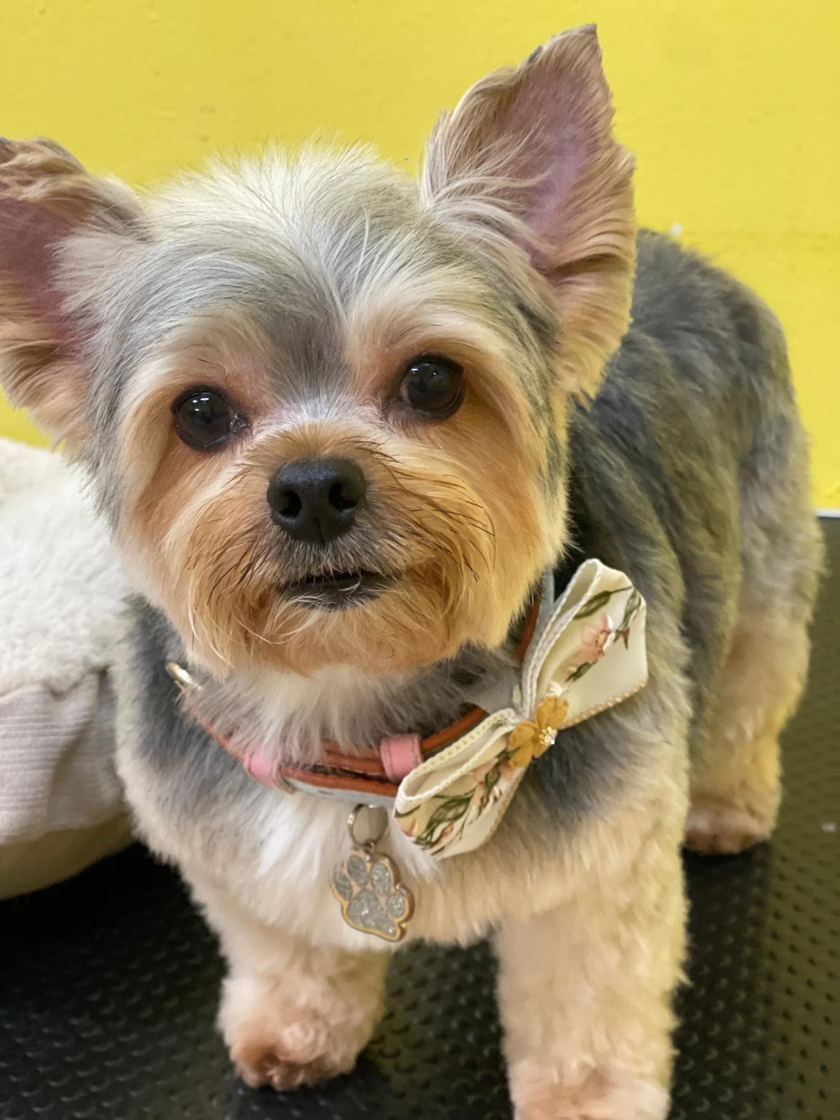 Groomed Yorkie with bow