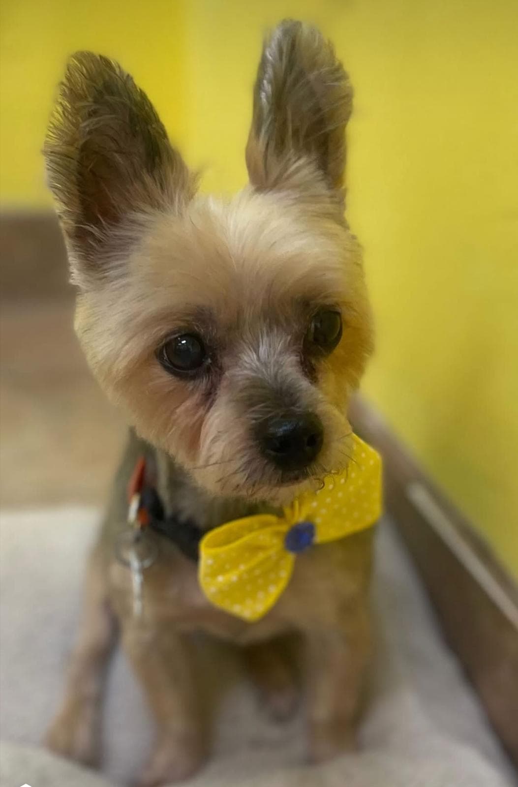 Yorkie with yellow bow