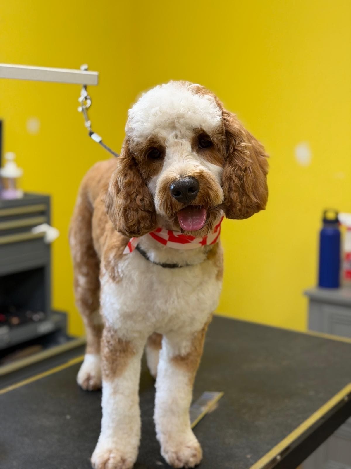 Full groom service