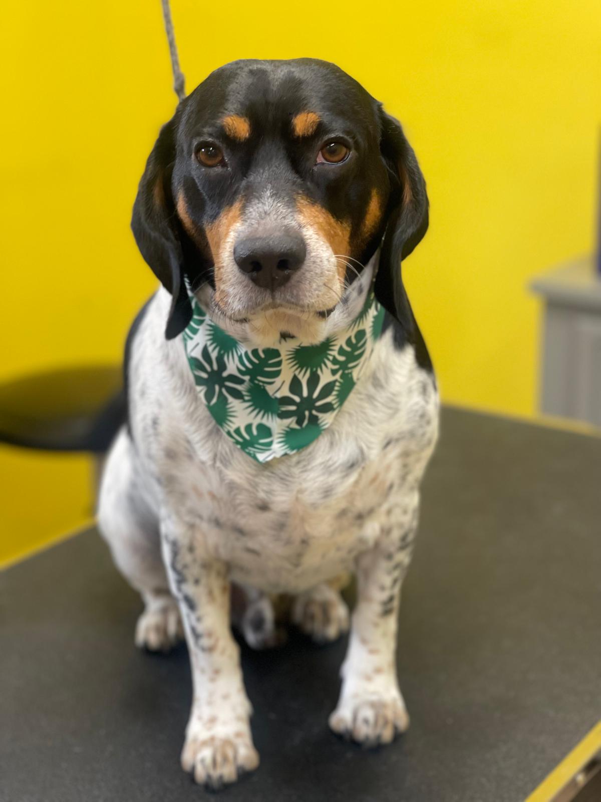 Beagle with tropical bandana
