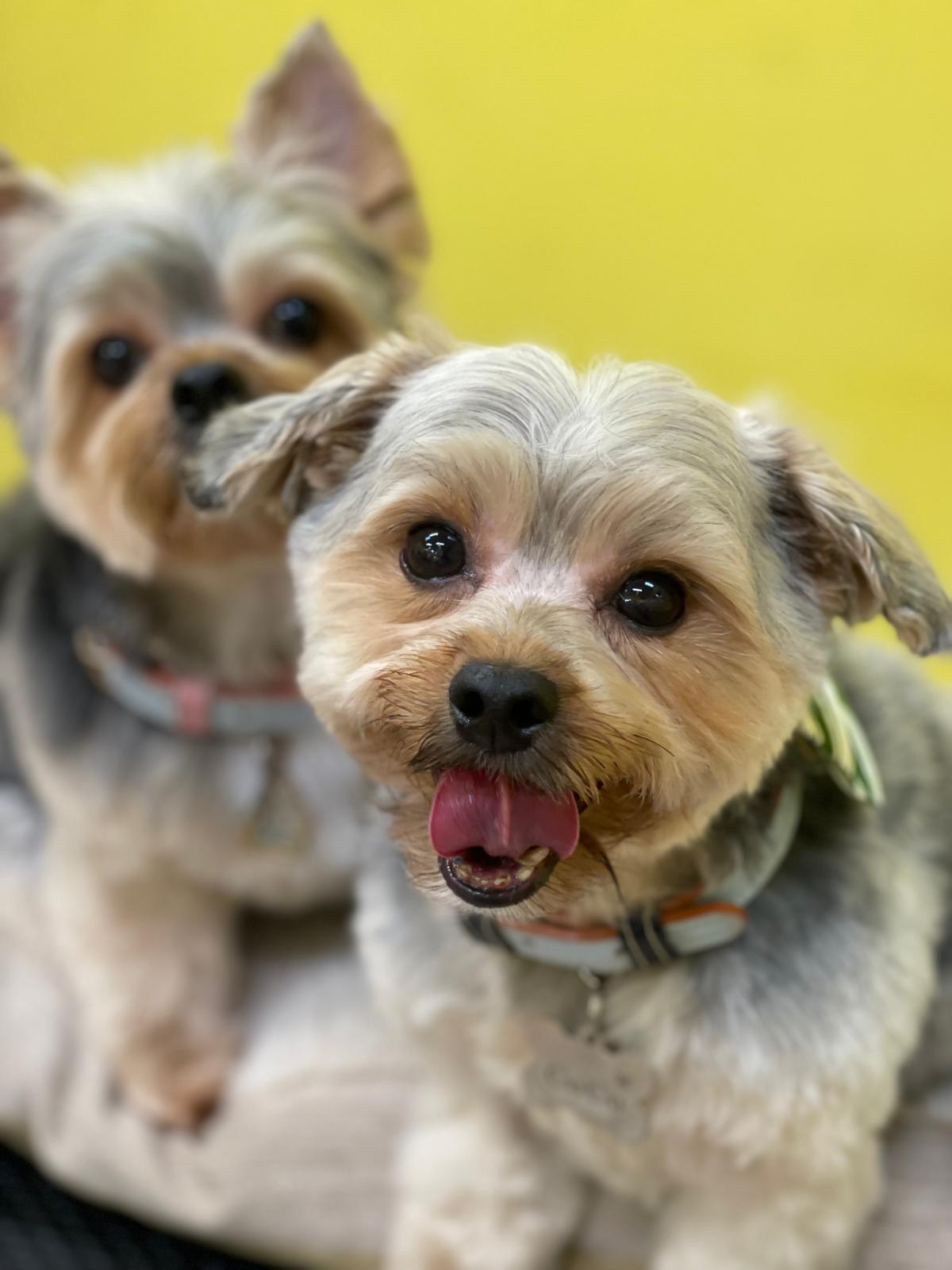 Two happy Yorkshire Terriers