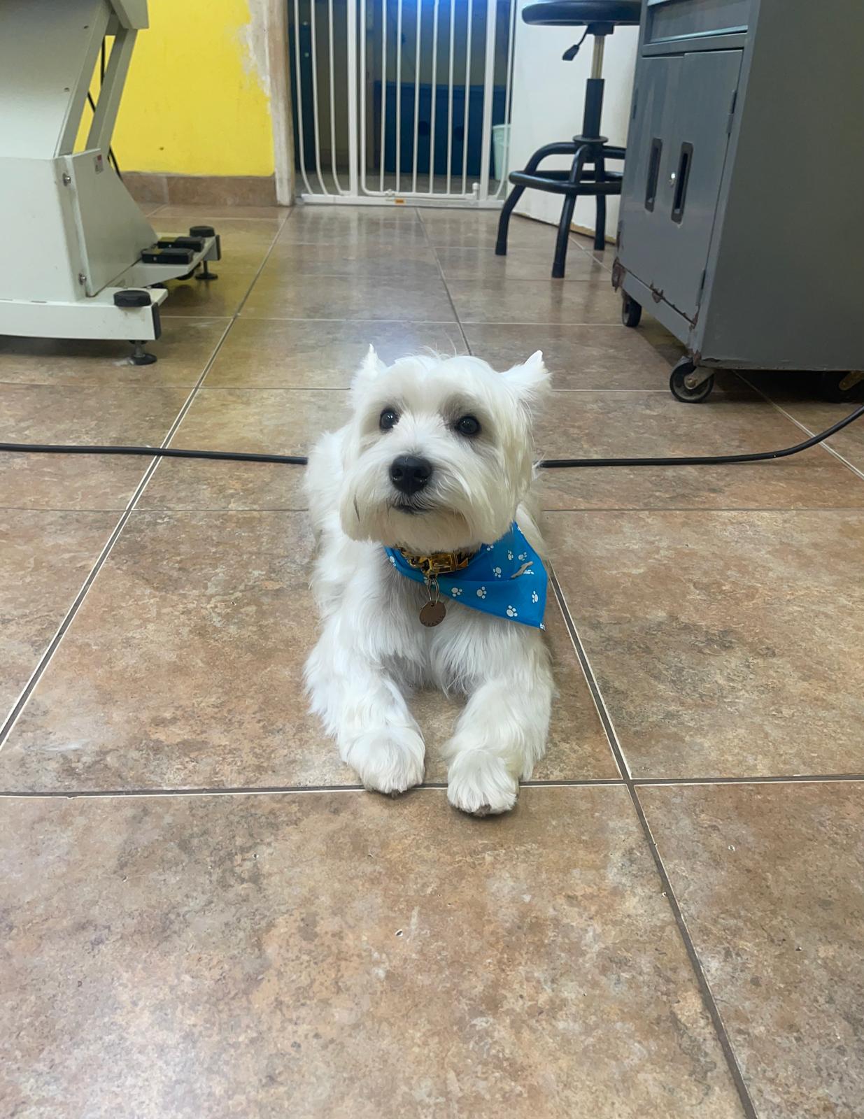 West Highland Terrier with blue bandana
