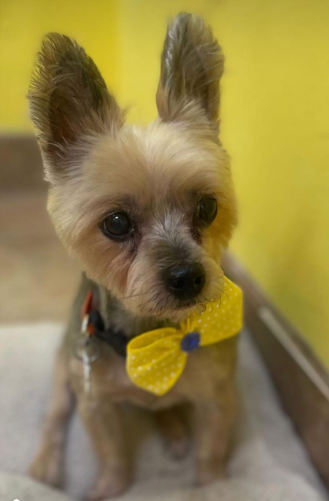 Yorkshire Terrier with yellow bow