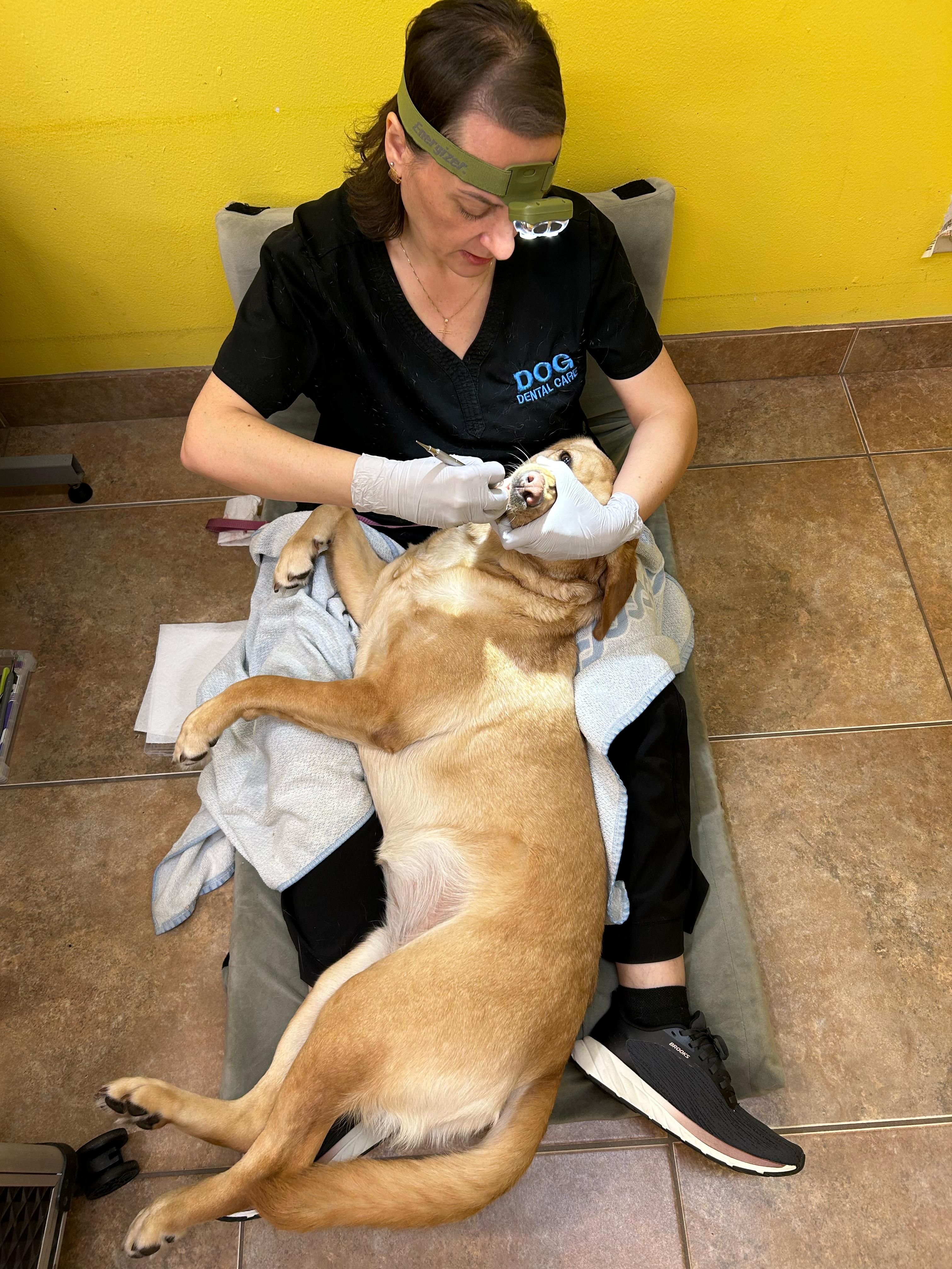 Professional dental cleaning on a happy Labrador